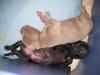 Molly pup 092611-15